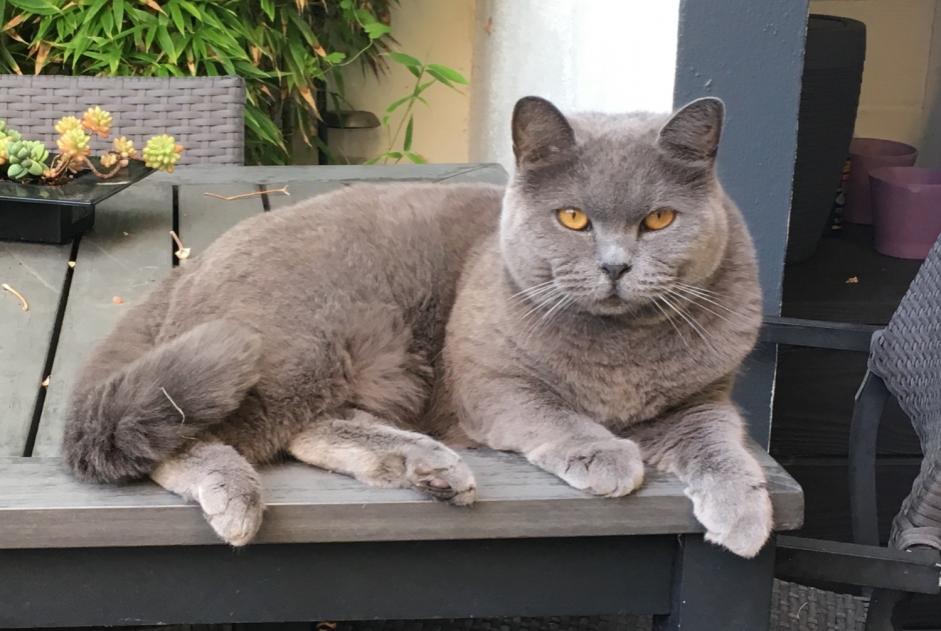 Alerte Disparition Chat  Mâle , 9 ans Platja d'Aro Espagne