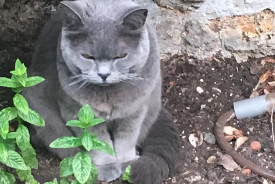 Alerte Disparition Chat  Mâle , 9 ans Platja d'Aro Espagne