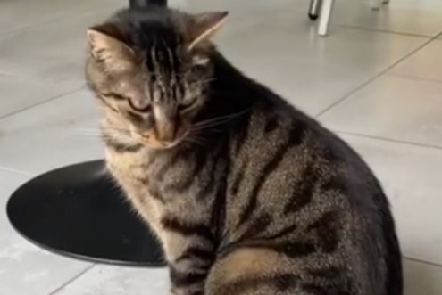 Alerte Disparition Chat  Mâle , 4 ans Châteauneuf-sur-Loire France