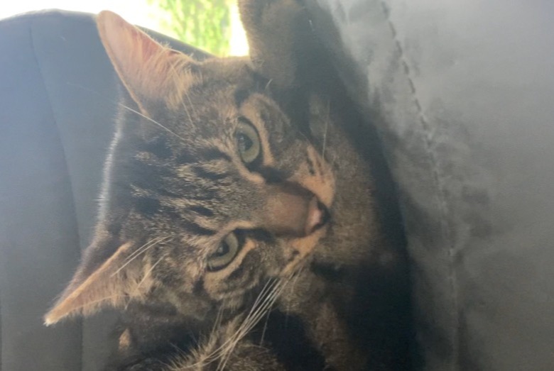 Alerte Disparition Chat  Mâle , 4 ans Châteauneuf-sur-Loire France