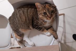 Alerte Disparition Chat  Femelle , 2 ans Saint-Georges-des-Coteaux France