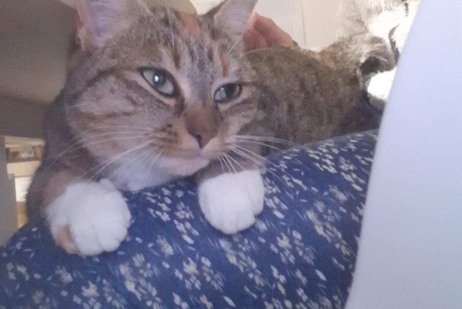 Alerte Disparition Chat  Femelle , 2 ans Saint-Georges-des-Coteaux France