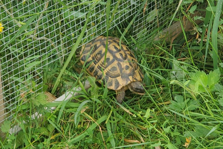 Alerte Disparition Tortue Mâle , 2024 ans Le Poiré-sur-Vie France