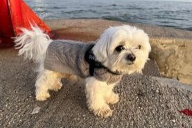 Alerte Disparition Chien  Mâle , 8 ans Valeggio sul Mincio Italie