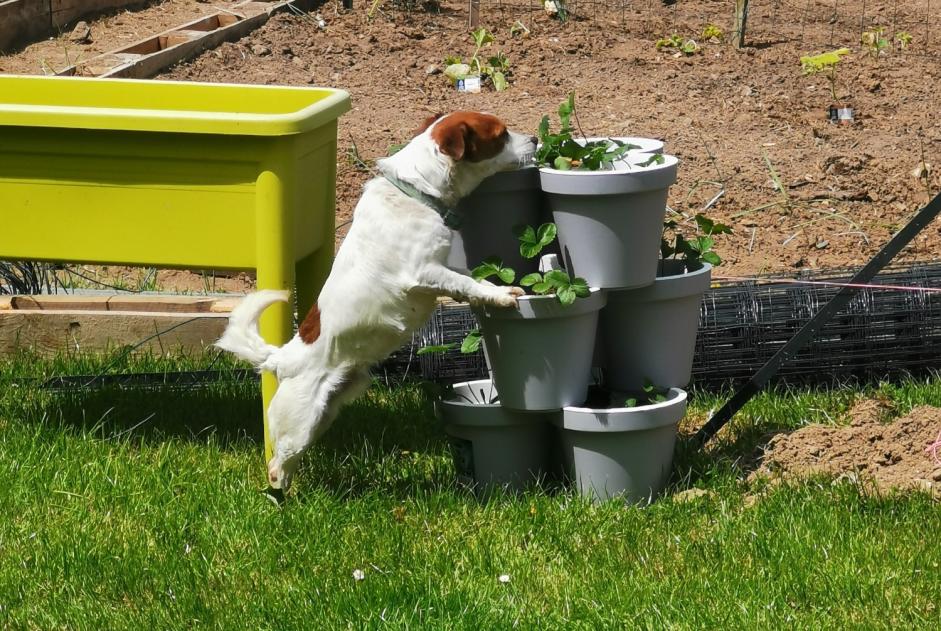 Alerte Disparition Chien  Mâle , 7 ans Bézancourt France