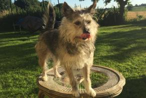 Alerte Disparition Chien croisement Femelle , 7 ans Bézancourt France