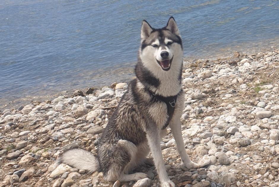 Alerte Disparition Chien  Femelle , 5 ans Les Deserts France