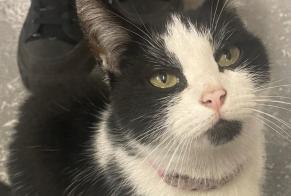 Alerte Découverte Chat Femelle Villeneuve-le-Roi France