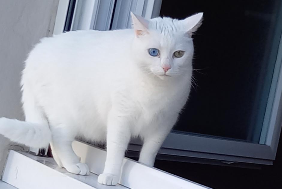 Alerte Disparition Chat  Mâle , 5 ans Eysines France