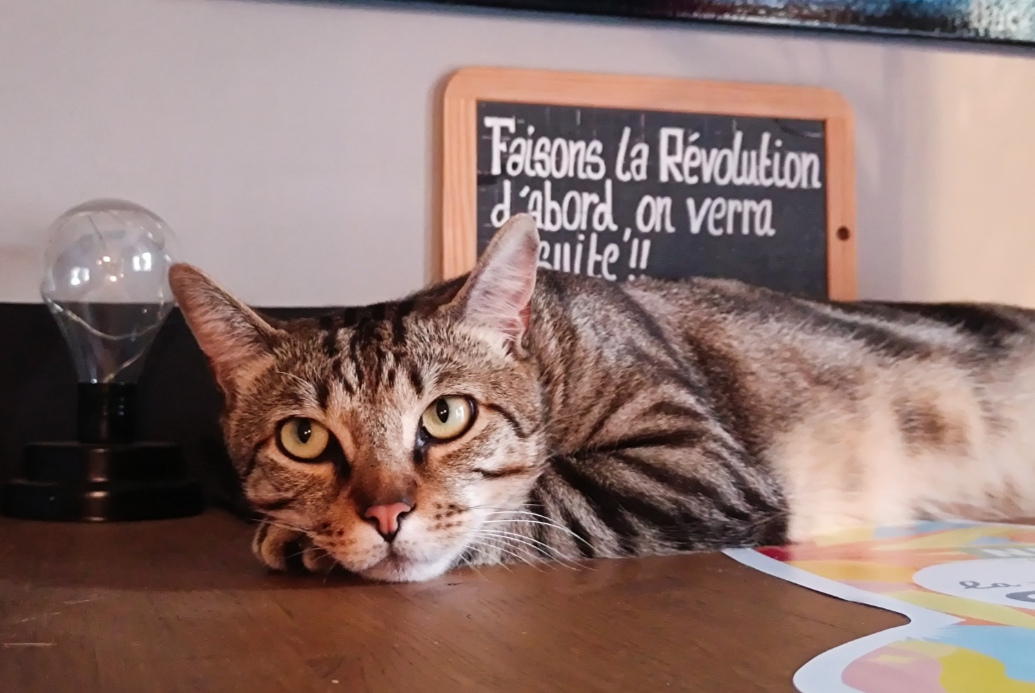 Alerte Disparition Chat Mâle , 2 ans Albertville France