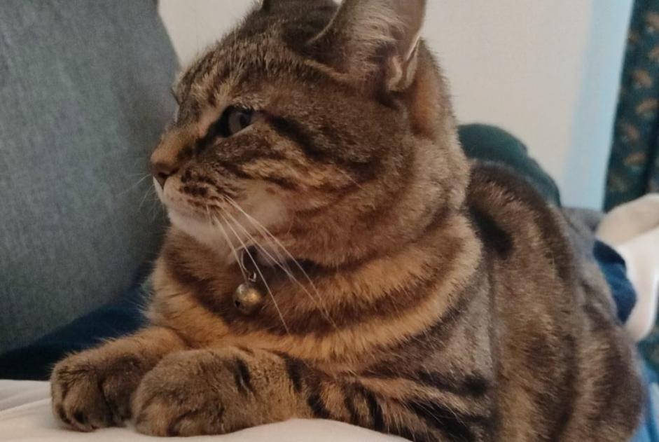 Alerte Disparition Chat Femelle , 6 ans Le Plessis-Trévise France