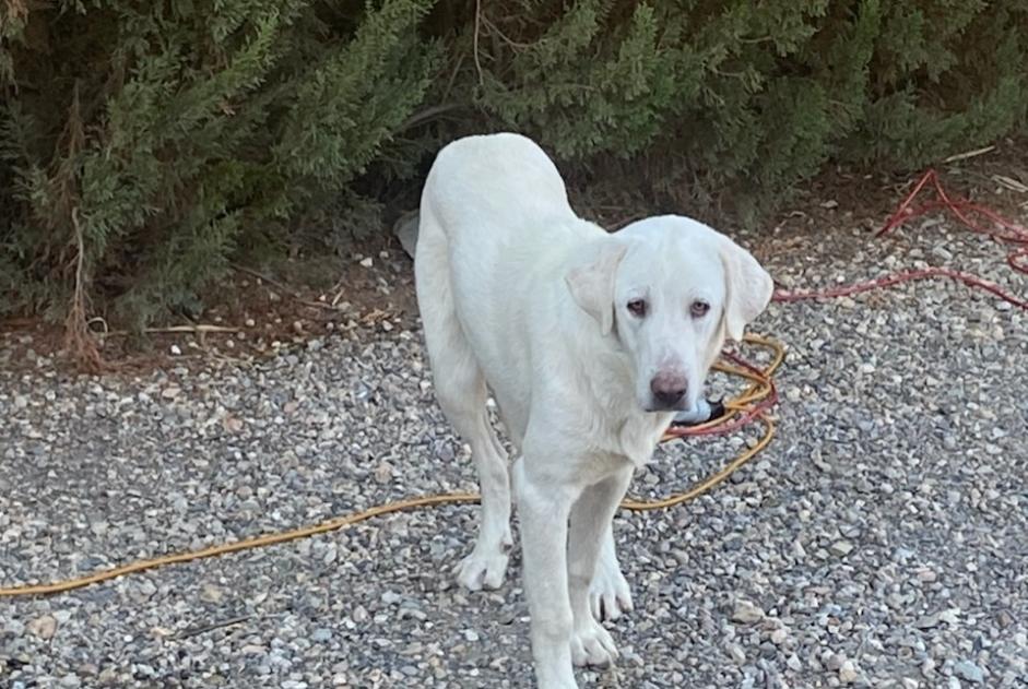 Alerte Découverte Chien croisement Femelle Los Yesos Espagne