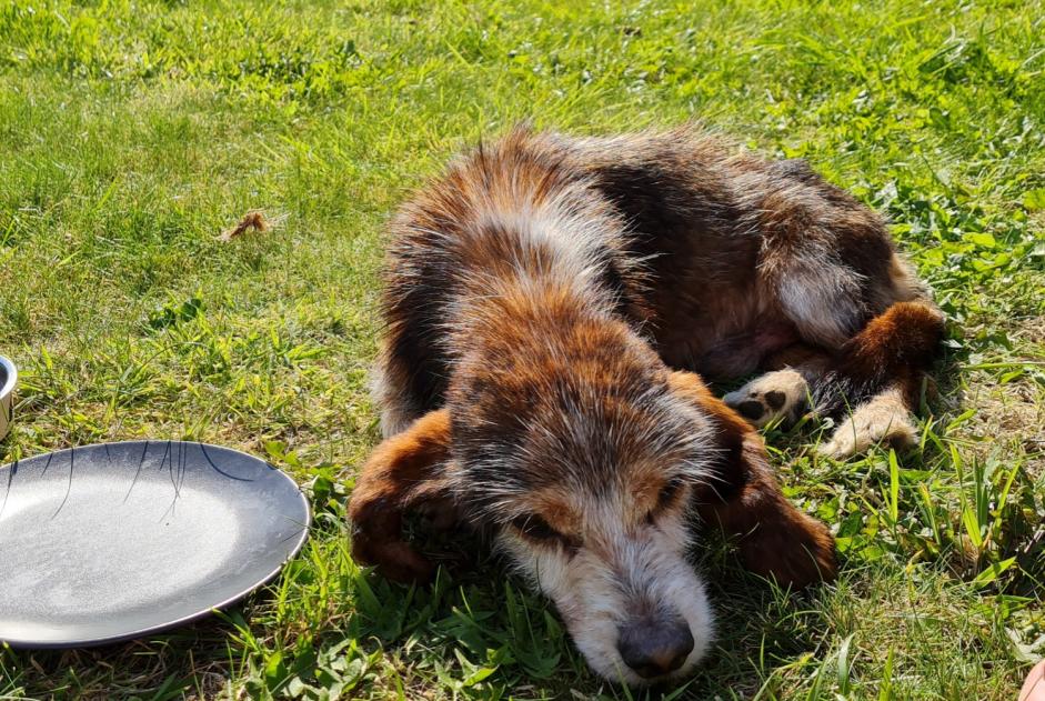 Alerte Découverte Chien croisement Mâle Le Conquet France