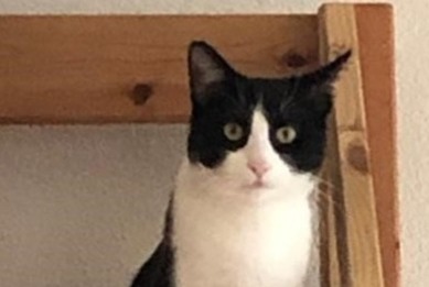 Alerte Disparition Chat croisement Mâle , 6 ans Préverenges Suisse