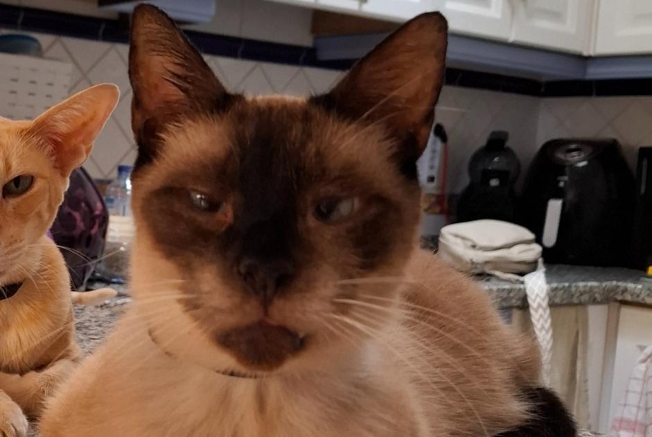 Alerte Disparition Chat  Mâle , 11 ans Villamartín Espagne