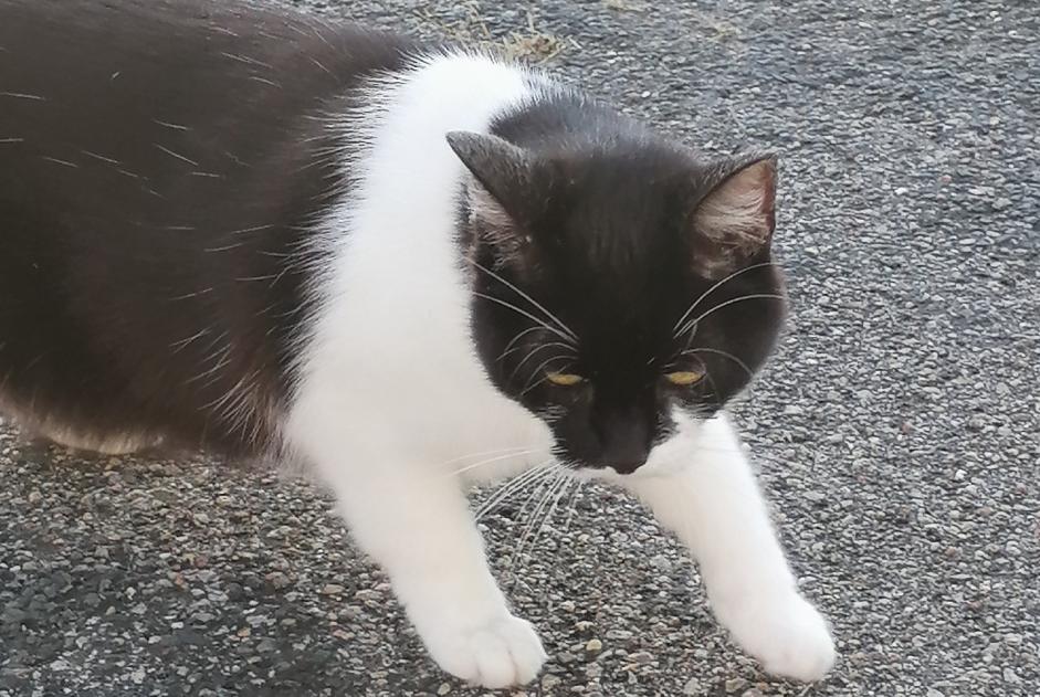 Alerte Découverte Chat Femelle , 1 année La Chapelle-Saint-Mesmin France