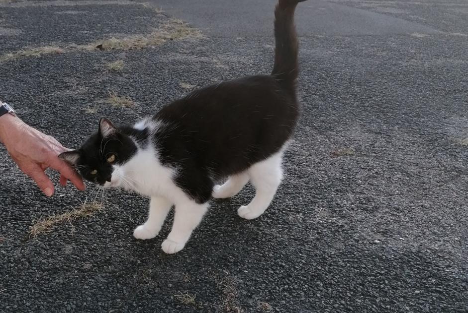 Alerte Découverte Chat Femelle , 1 année La Chapelle-Saint-Mesmin France