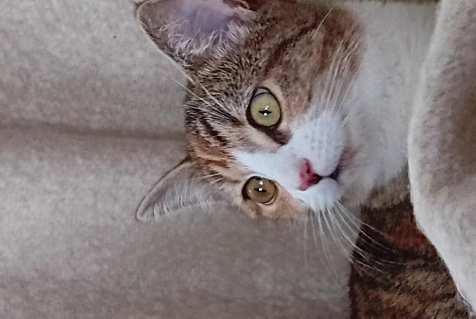 Alerte Disparition Chat croisement Femelle , 2 ans Verviers Belgique