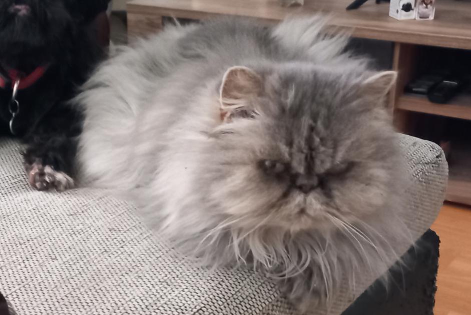 Alerte Disparition Chat  Femelle , 10 ans Estavayer Suisse