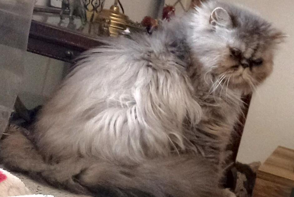 Alerte Disparition Chat  Femelle , 10 ans Estavayer Suisse