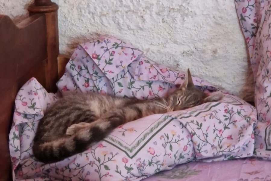 Alerte Disparition Chat Mâle , 9 ans Semmadon France