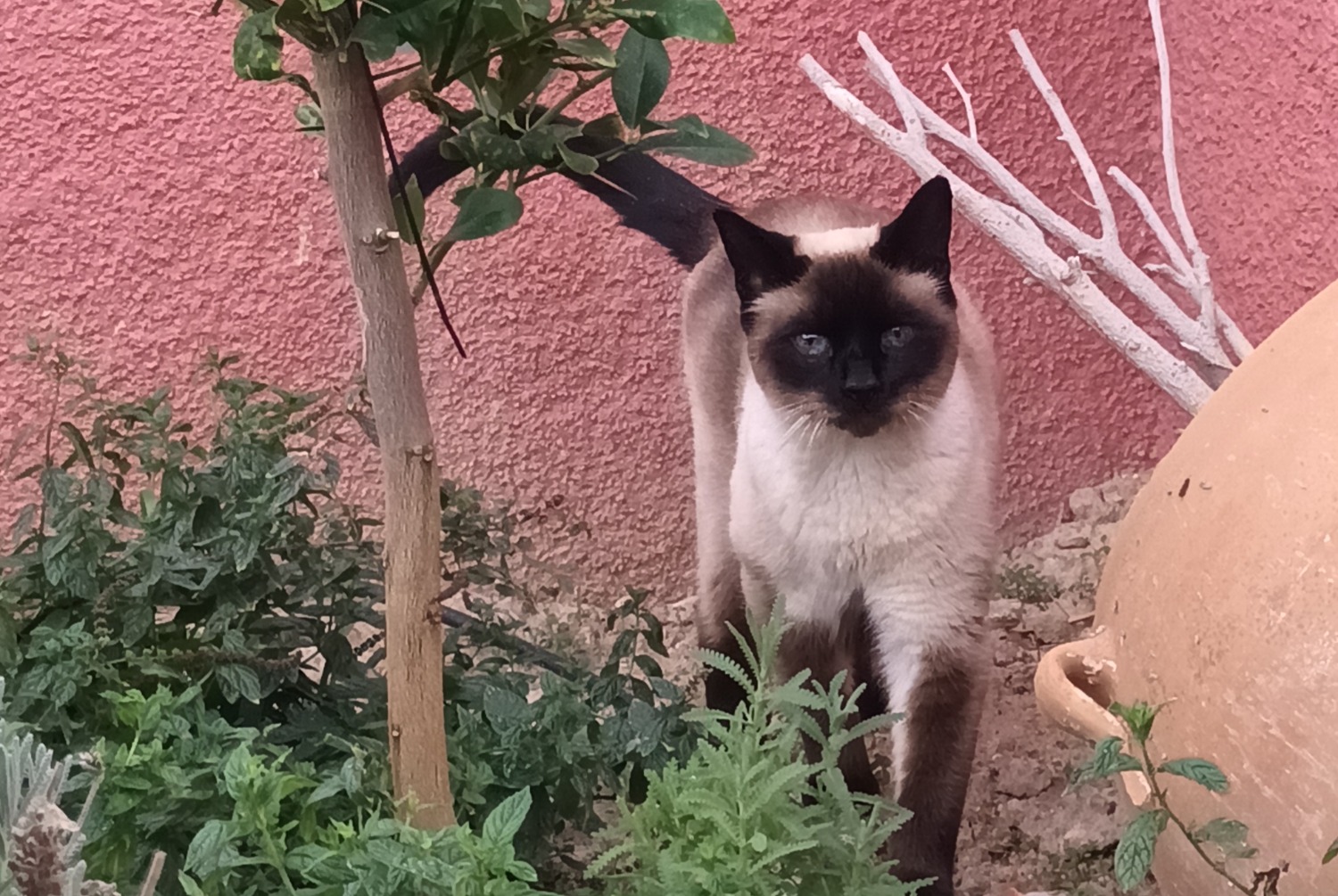 Alerte Disparition Chat  Mâle , 10 ans El Cortijo Grande Espagne