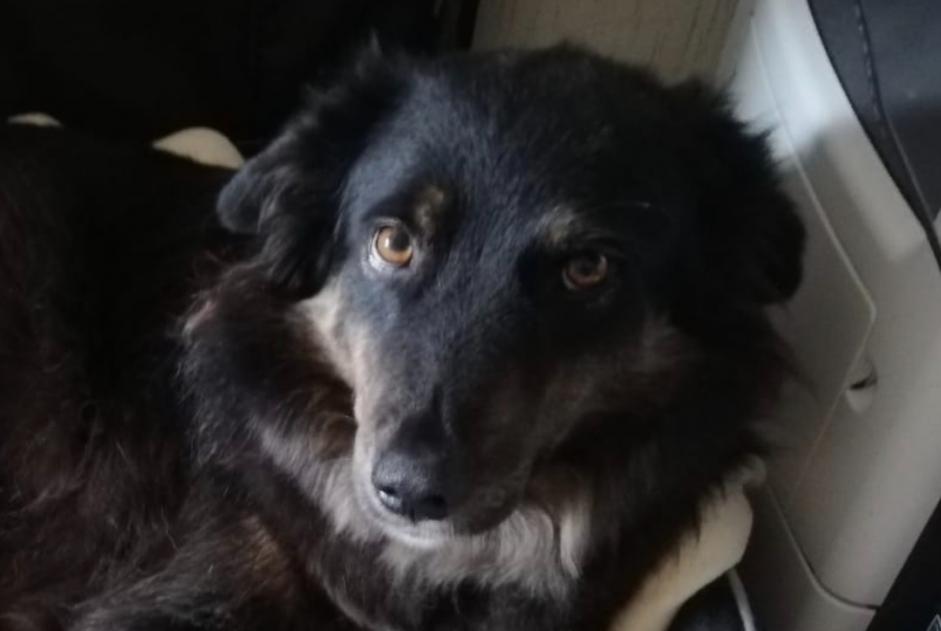 Alerte Disparition Chien croisement Mâle , 4 ans Languidic France