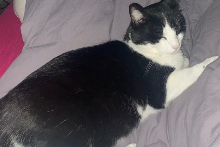 Alerte Disparition Chat Mâle , 4 ans Restinclières France