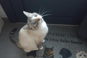 Alerte Disparition Chat Mâle , 3 ans Sèvremoine France