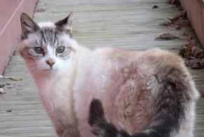 Alerte Découverte Chat Mâle Saint-Germain-des-Essourts France