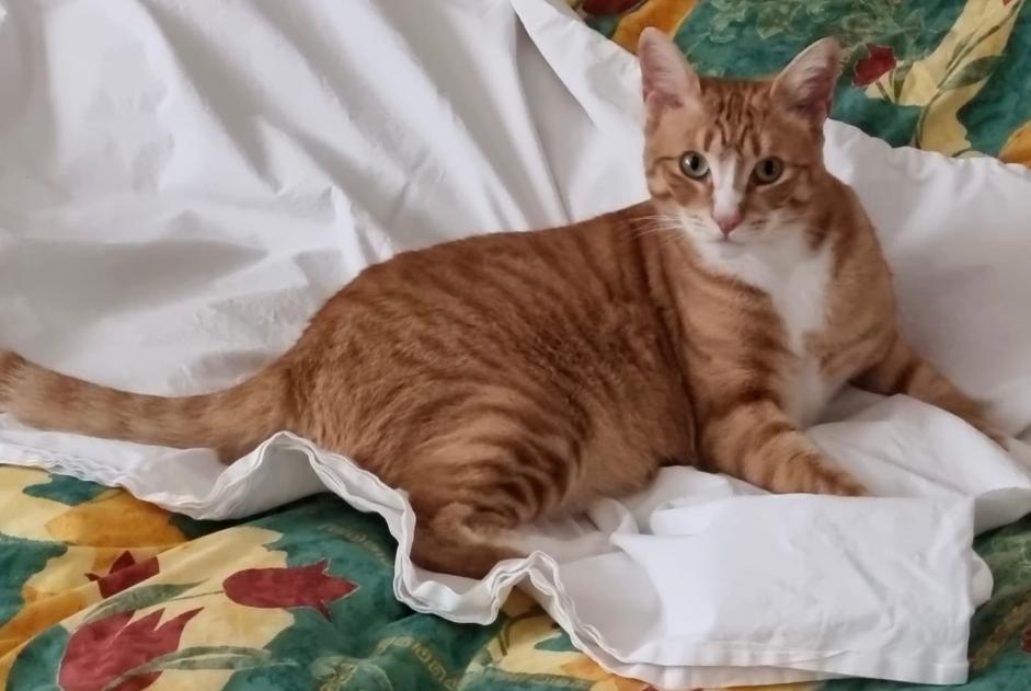 Alerte Disparition Chat Mâle , 4 ans Nendaz Suisse