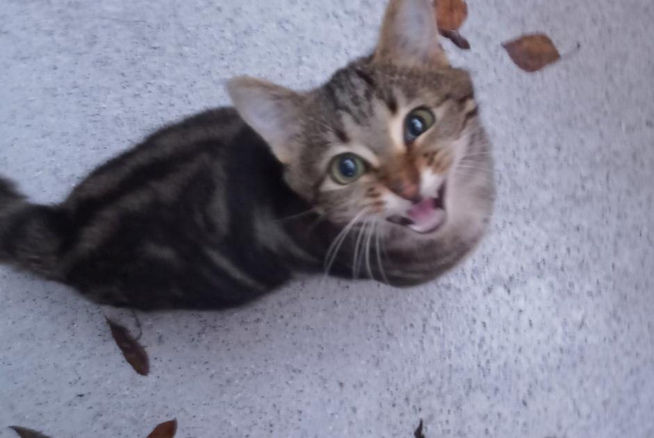 Alerte Découverte Chat Mâle , Entre 1 et 3 mois Fribourg Suisse