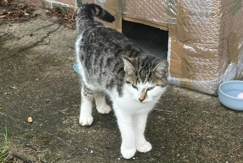 Alerte Découverte Chat Inconnu Le Fidelaire France