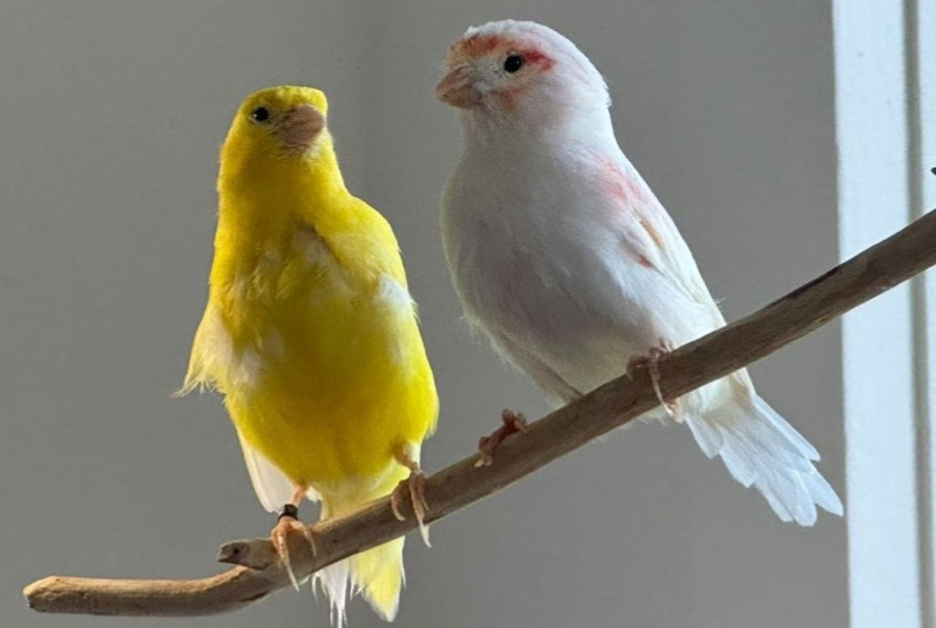 Alerte Disparition Oiseau Femelle , 2024 ans Genève Suisse