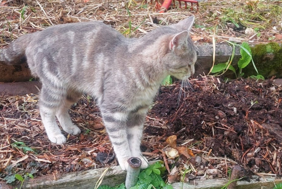 Alerte Découverte Chat Femelle Vevey Suisse