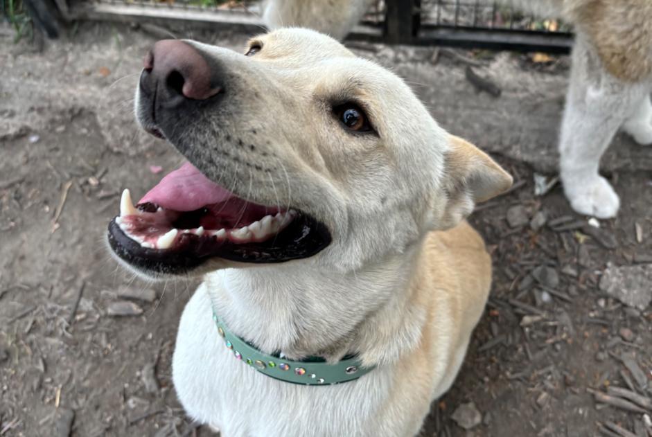 Alerte Disparition Chien  Mâle , 2 ans Polaincourt-et-Clairefontaine France