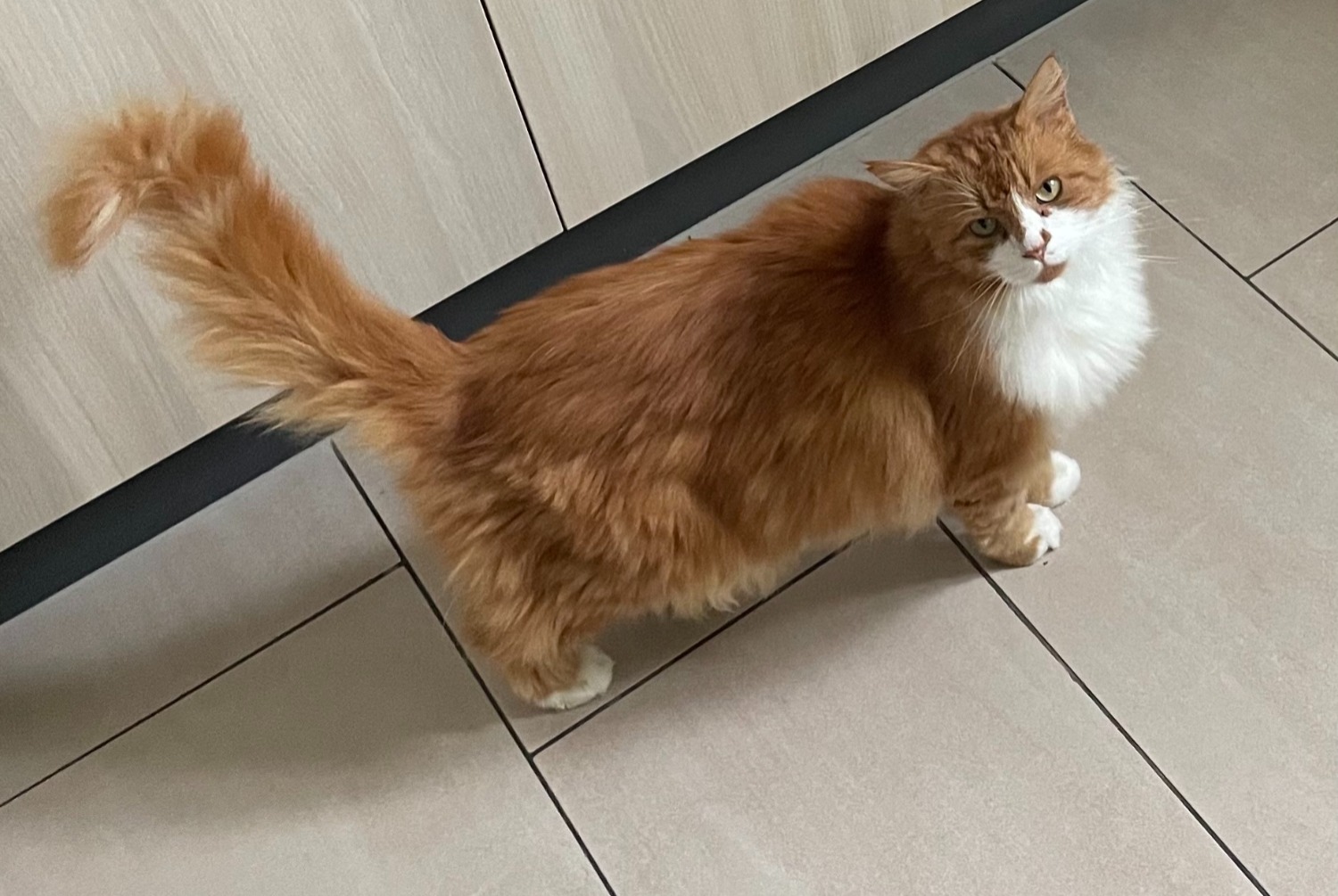 Alerte Disparition Chat Mâle , 5 ans Bulle Suisse