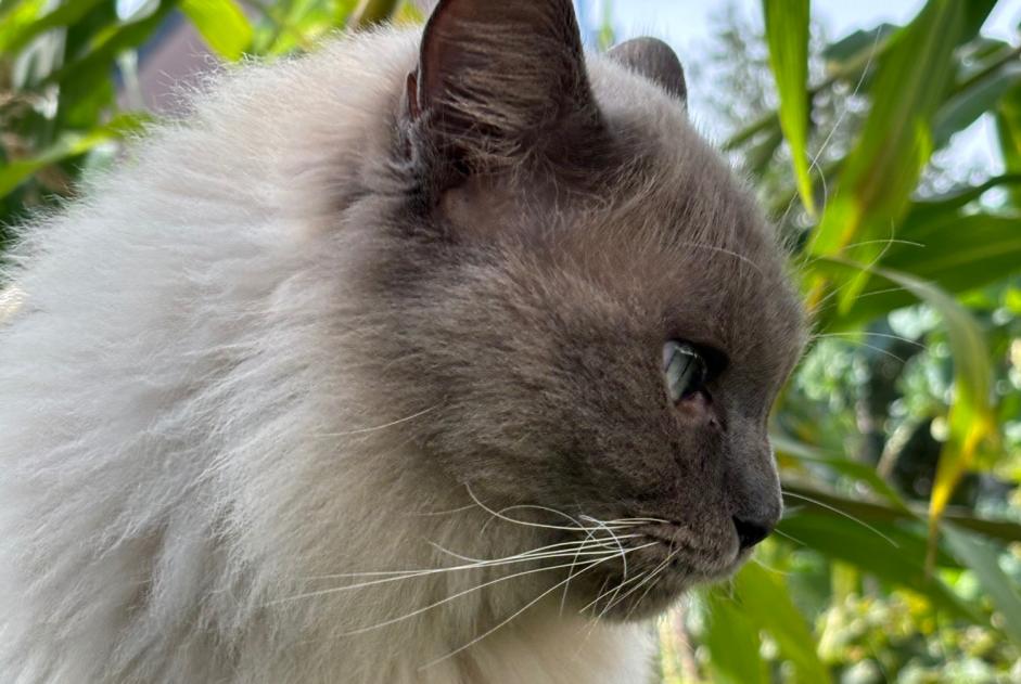 Alerte Disparition Chat  Mâle , 3 ans Luxembourg Luxembourg