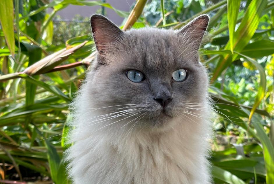 Alerte Disparition Chat  Mâle , 3 ans Luxembourg Luxembourg