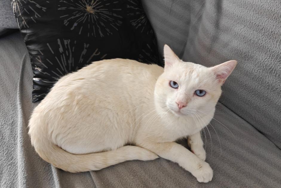 Alerte Disparition Chat  Mâle , 4 ans Sion Suisse