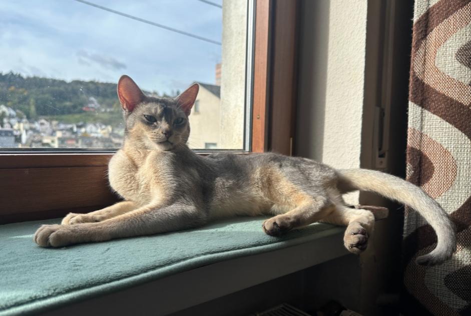 Alerte Disparition Chat  Mâle , 4 ans Idar-Oberstein Allemagne