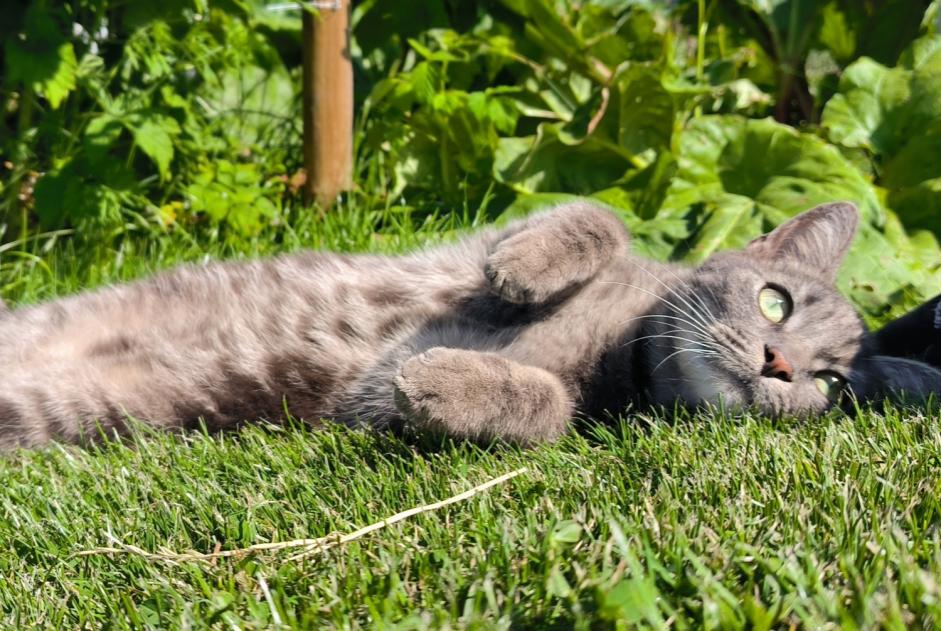 Alerte Disparition Chat Mâle , 3 ans Profondeville Belgique