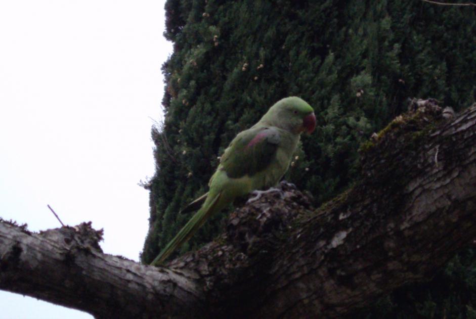 Alerte Disparition Oiseau Femelle , 2025 ans Mons France