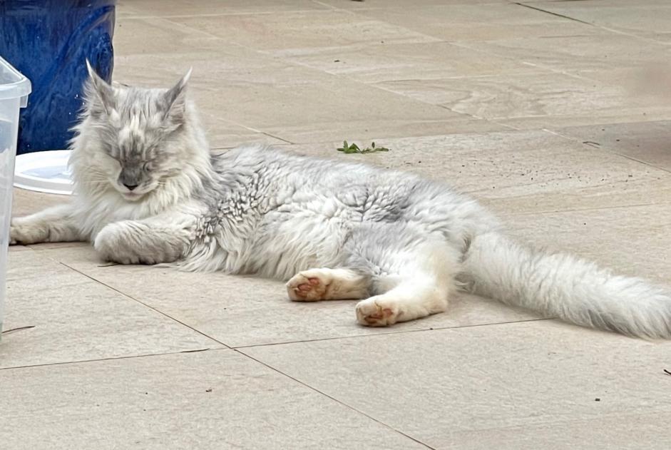 Alerte Disparition Chat  Femelle , 2 ans São Lourenço Portugal