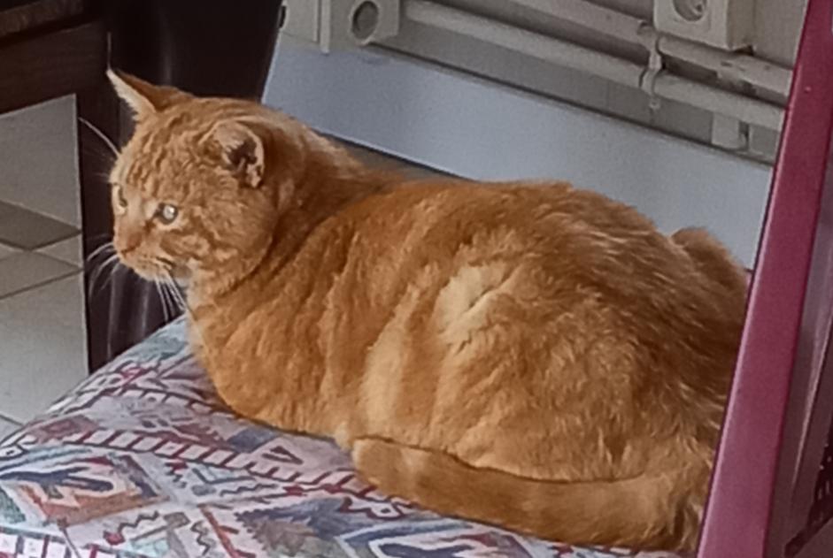 Alerte Disparition Chat Mâle , 3 ans Breteuil France