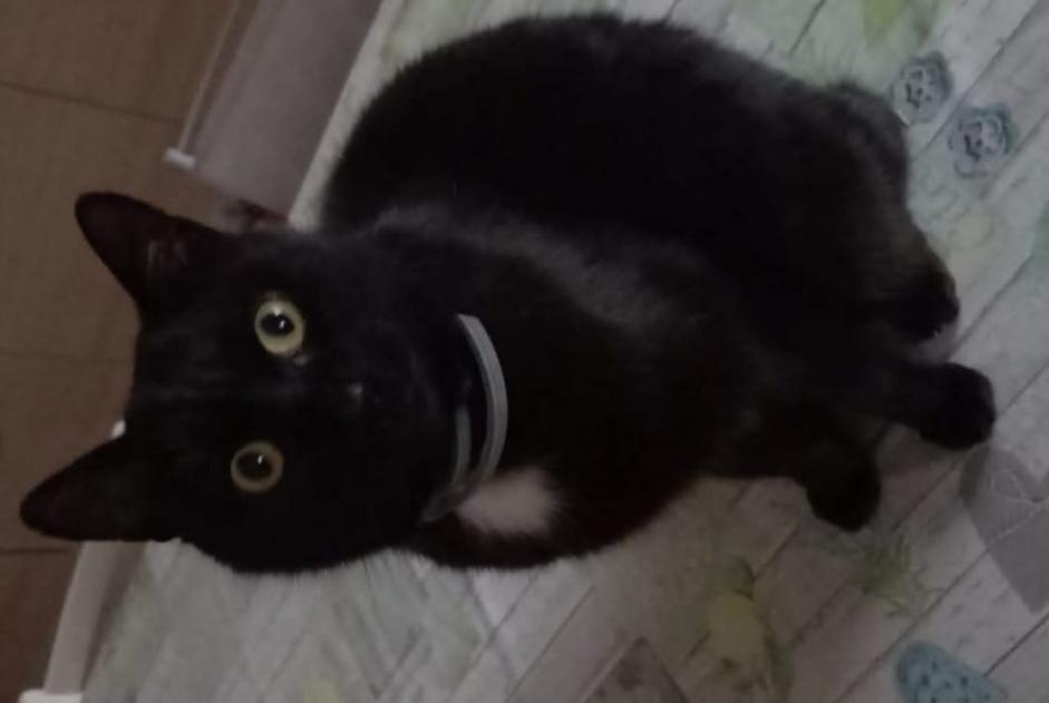 Alerte Disparition Chat Mâle , 6 ans Racconigi Italie