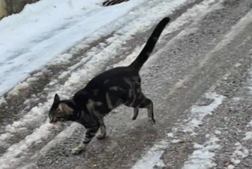 Alerte Disparition Chat Femelle , 2 ans Château-d’Œx Suisse