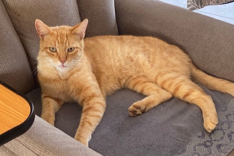 Alerte Disparition Chat  Mâle , 6 ans Tergnier France