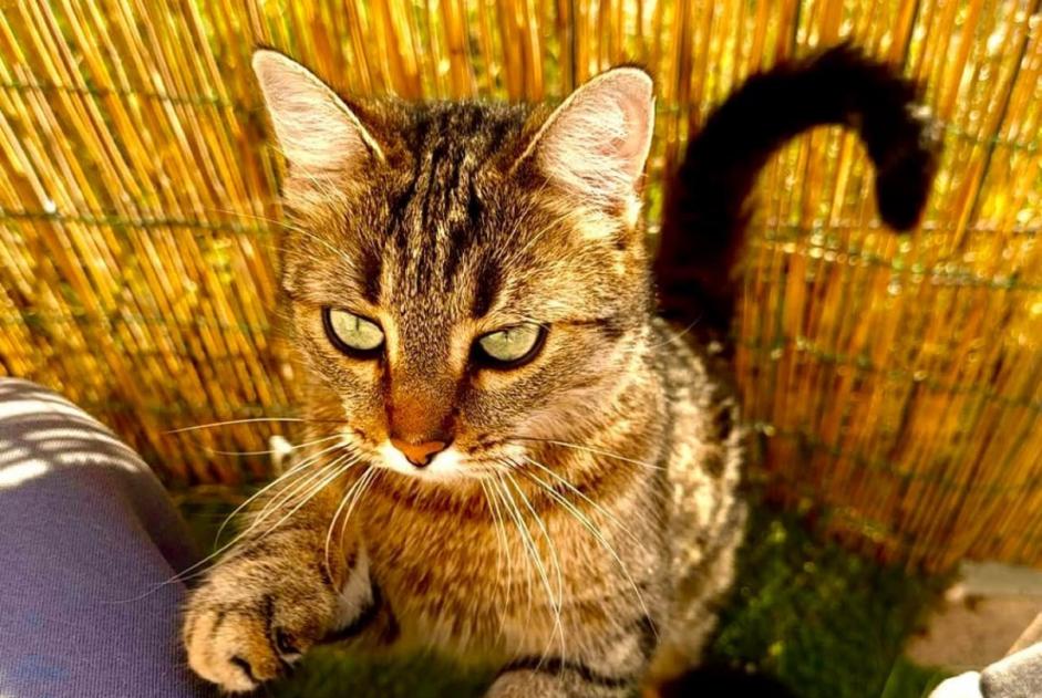 Alerte Disparition Chat Femelle , 5 ans Maillane France