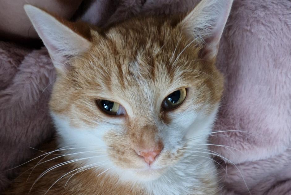 Alerte Disparition Chat Mâle , 2 ans Huy Belgique